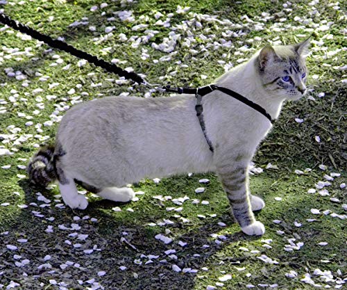 Come With Me Kitty Harness and Bungee Leash (Medium (Pack of 1) / Black)
