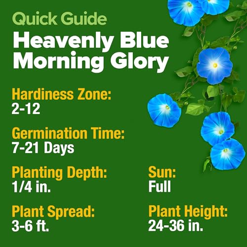 Heavenly Blue Morning Glory Seeds