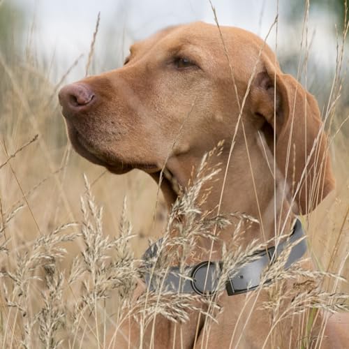 Biothane Waterproof Dog Collar Strong Coated Nylon Webbing with Black Hardware Odor