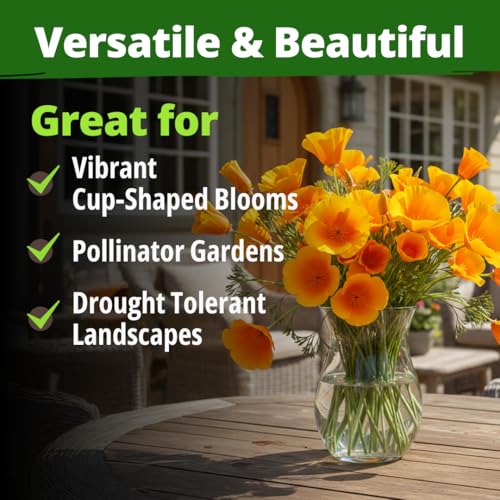 Golden West Poppy 6000 Flower Seeds Eschscholzia californica