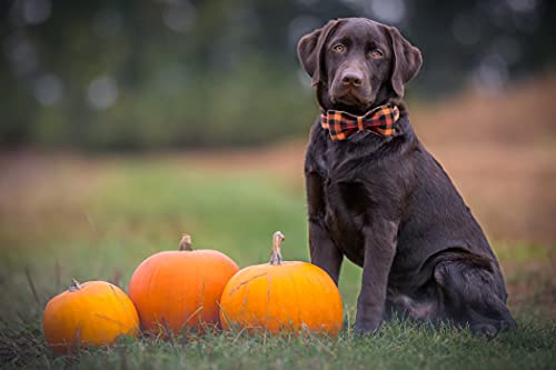 Fall Dog Collar with Bow (Fall Plaid / Large (Pack of 1))