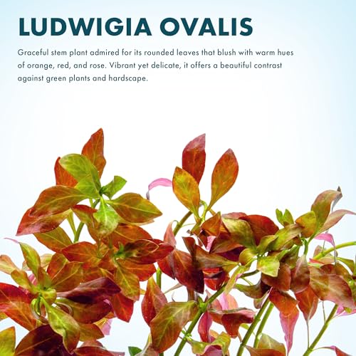 Live Plant Ludwigia Ovalis (Lead Bunch - 1 Pack / Ludwigia Ovalis)