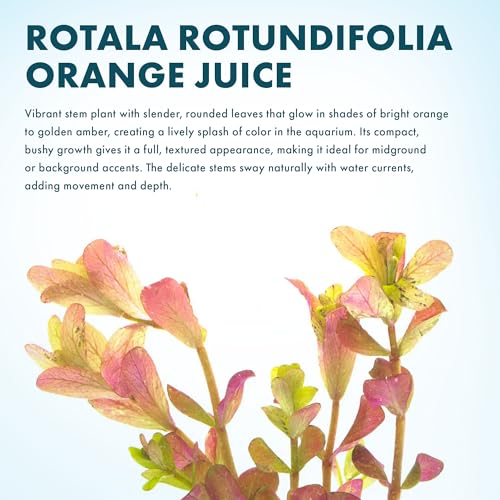 Live Aquarium Stem Plants (Lead Bunch - 1 Pack / Rotala Rotundifolia Orange Juice)