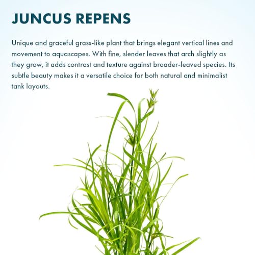 Live Plants Creeping Rush (Lead Bunch - 4 Pack / Juncus Repens)