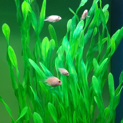 25.98 Inch Tall Aquarium Plants (Green (Style B))