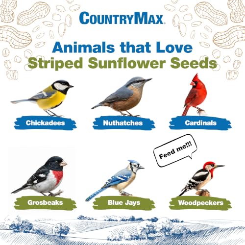 10LB Striped Sunflower Seeds for Birds (Striped Sunflower / 10 Pound (Pack of 1))