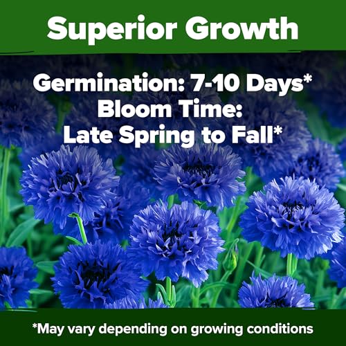 Bachelor Button Seeds