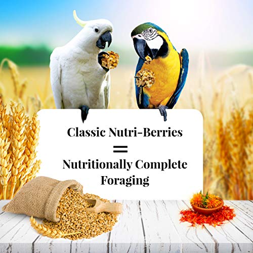Classic Nutri (10 Ounce (Pack of 1))