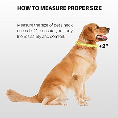 Green Dog Collar for Medium Dogs (Medium / Lime Green)