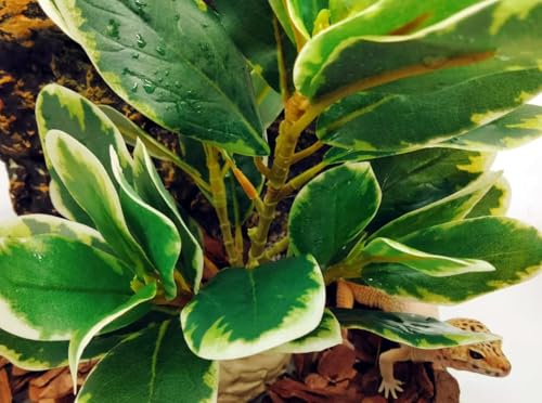 Reptile Plants Terrarium Decor (White and Green)