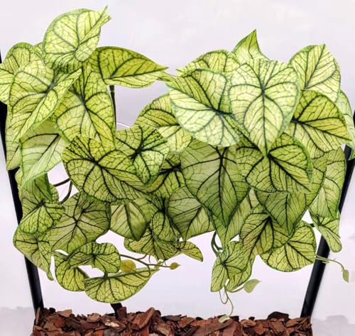 Reptile Plants for Terrarium (Green Arrowhead)