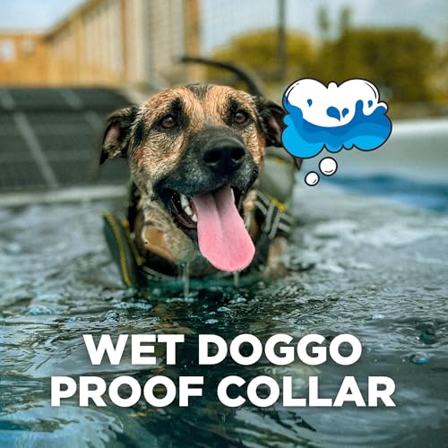 CUE Add On Black Ecollar with Safety Level Lock Boost Vibration Waterproof Rechargeable for Small Medium Large Dogs Dog Training Collar by Dogtra (CUE Receiver Only - Grey)
