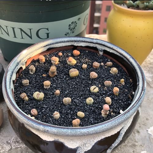 20 lbs Black Silica Sand. Decorative Aquarium Gravel Substrate for Fish Tank (Glossy Black / 20 LB)