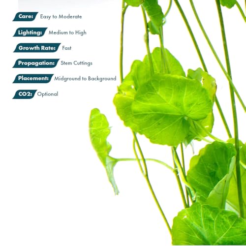 Live Plant Japanese Cress (Lead Bunch - 1 Pack / Cardamine Lyrata)