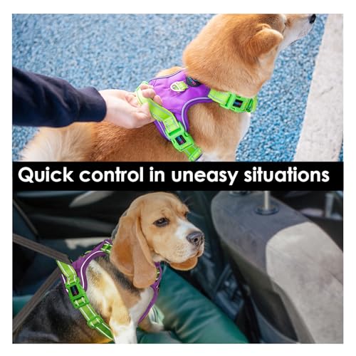 No Pull Dog Harness (Purple Base & Green Straps / Small)