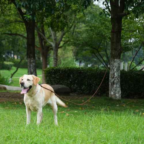 Long Dog Leash (Red / 30FT*0.4" Single Handle)