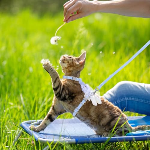 Cat Harness and Leash Set (Ribbon Bear Blue)