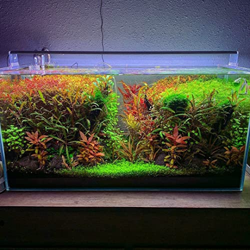 Hydrocotyle Tripartita 'Japan' Live Aquarium Plant for Freshwater Planted Fish Tanks (Pot / Hydrocotyle Tripartita)