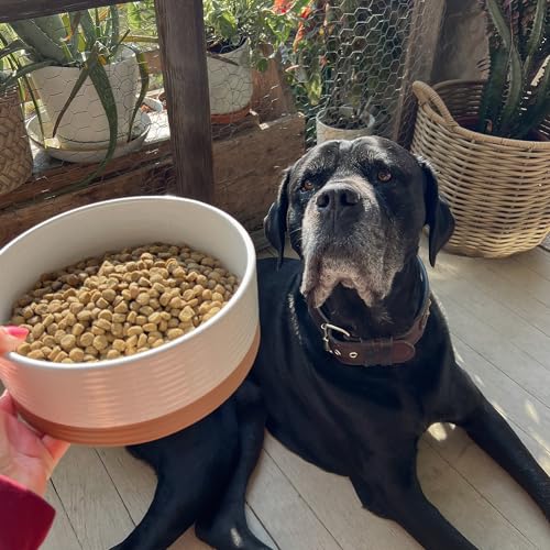 Ceramic Pet Bowl (Large / Vanilla White)