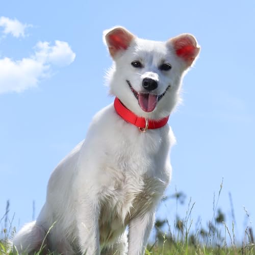 Soft Padded Dog Collars for Small Dogs (Red / S: Fit 9-12" Neck)