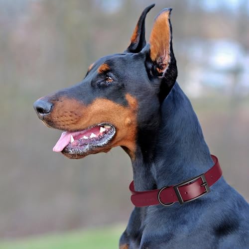 Biothane Waterproof Dog Collar Strong Coated Nylon Webbing with Black Hardware Odor