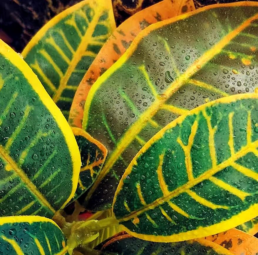 Reptile Plants Terrarium Decor (Gradient)