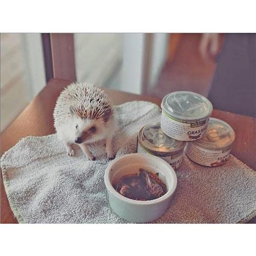 Canned Snails