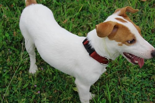Nylon Dog Collar with Quick Release Buckle Soft Adjustable Sturdy for Small Medium Large Dogs Brick (Brick / L：17.5"-25.5")