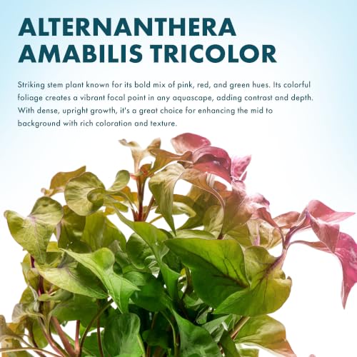 Live Plants Alternanthera Amabilis Tricolor (Lead Bunch - 1 Pack / Alternanthera Amabilis Tricolor)