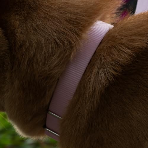 Martingale Collar for Dogs (XL / Pirouette Pink)