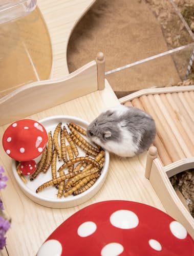 Small Animal Snack & Treats