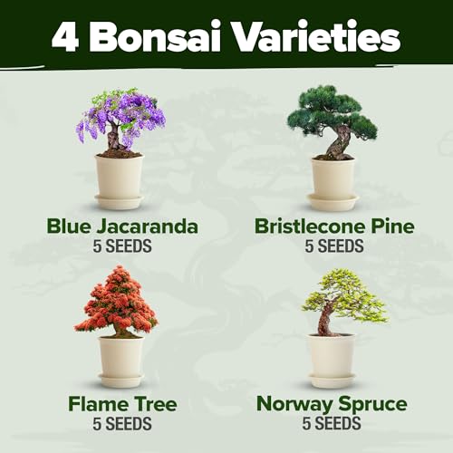 Bonsai Tree Starter Kit