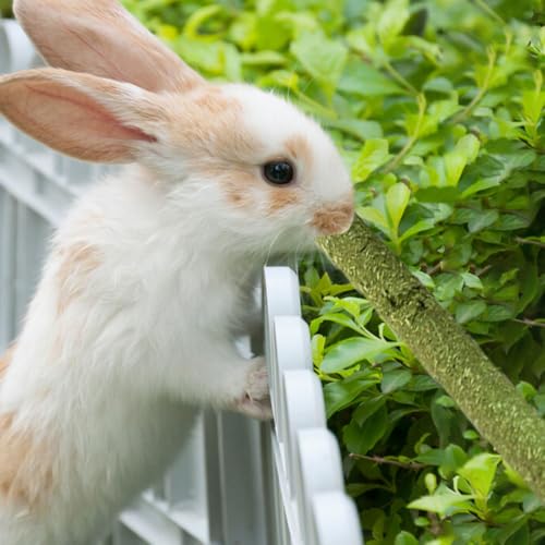 Rabbit Toys 30Pcs 3 Flavours for Teeth Grinding (30Pcs)