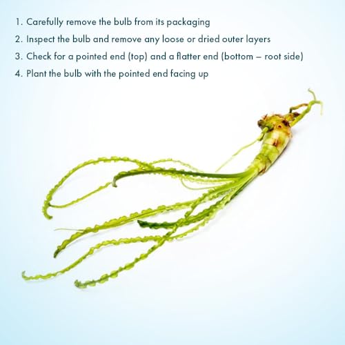 Crinum Calamistratum Live Aquarium Plant (Bulb - 1 Pack / Crinum Calamistratum)