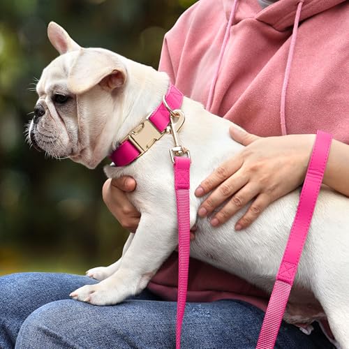 Soft PU Leather Dog Collar (S: Fit 9-14" Neck(10-20 lbs) / Hot Pink)