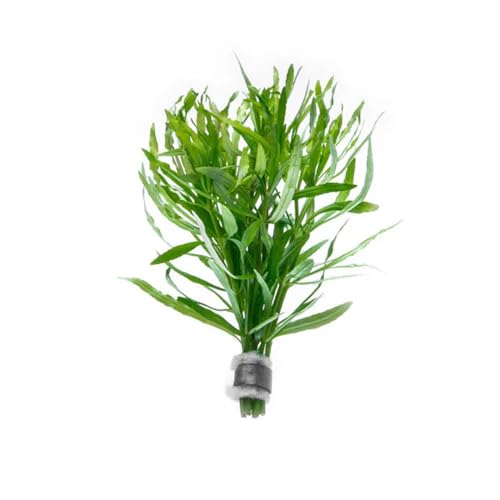 Live Aquarium Stem Plants (Lead Bunch - 1 Pack / Eusteralis Stellata)