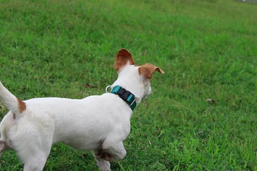 Nylon Dog Collar with Quick Release Buckle Soft Adjustable Sturdy for Small Medium Large Dogs Teal (Teal / L：17.5"-25.5")