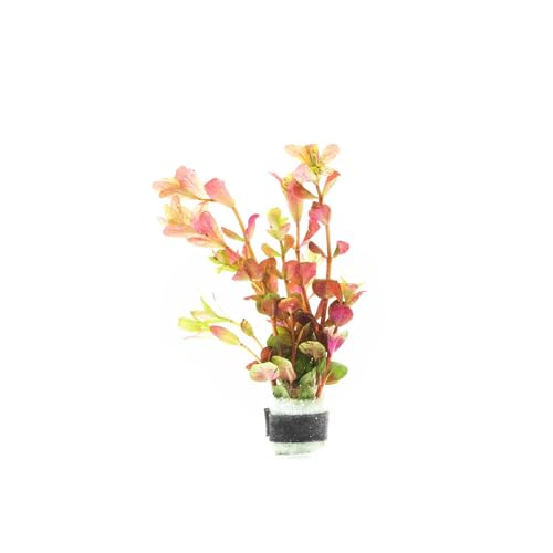 Live Aquarium Stem Plants (Lead Bunch - 1 Pack / Rotala Rotundifolia Orange Juice)