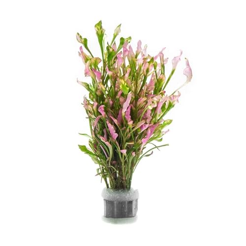 Live Aquarium Stem Plants (Lead Bunch / Alternanthera Variegatus)
