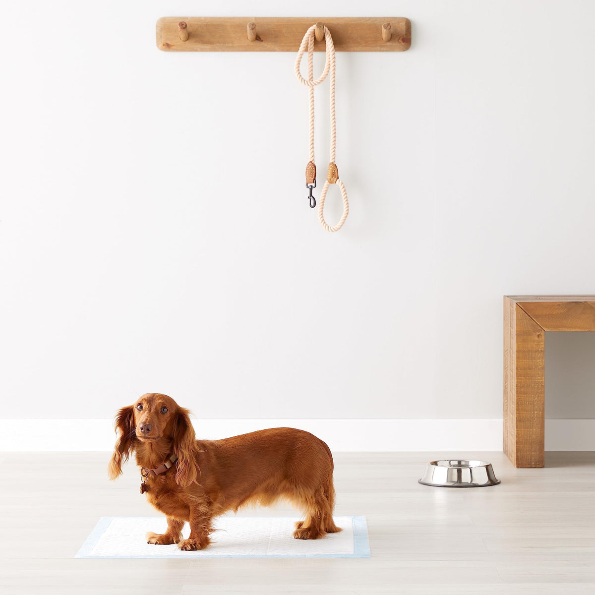 Heavy Duty Absorbent Dog and Puppy Pee Pads with 5 (Regular / 20 Count)