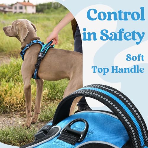 Dog Harness Small Sized (Small / Sky Blue)