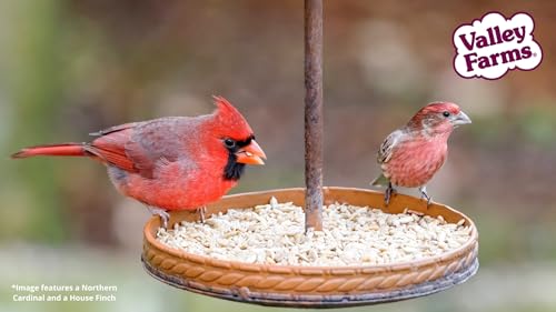 Whole Sunflower Hearts for Birds (4 Pound (Pack of 1))