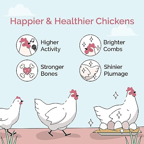 Organic Chicken Feed (Mash / 2 Pound (Pack of 1))