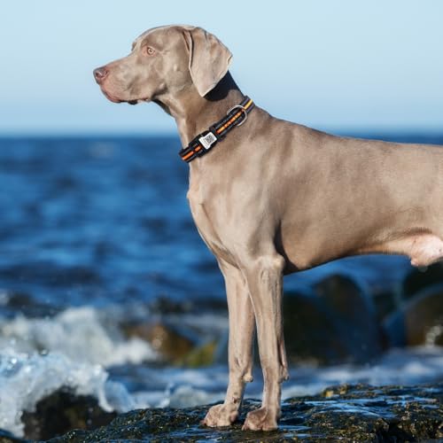 Dog Collar with Tracker Holder and QR Code ID (Orange / M (13-22"))