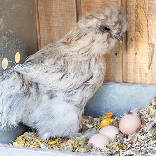 Floral Nesting Herbs for Chickens (1 Pound (Pack of 1))