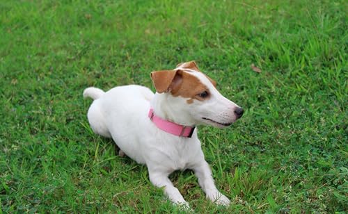 Nylon Dog Collar with Quick Release Buckle Soft Adjustable Sturdy for Small Medium Large Dogs Pink (BabyPink / M：13"-20")