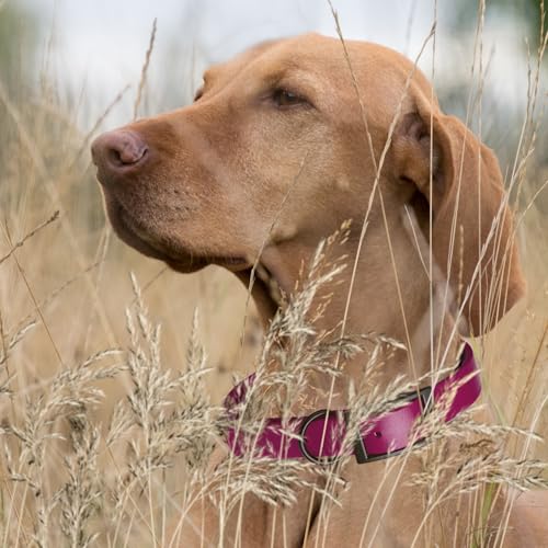 Biothane Waterproof Dog Collar Strong Coated Nylon Webbing with Black Hardware Odor (W1" x L18-22" / Magenta Pink)