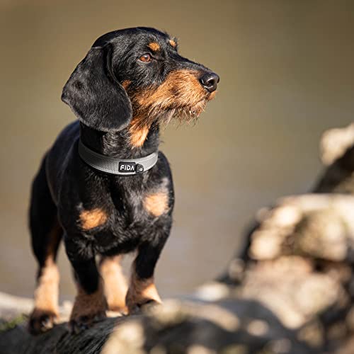 Heavy Duty Dog Collar for Medium Dogs with Metal Belt Buckle (Medium(14.5"-19") / Grey)