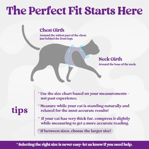 Cat Harness and Leash Set (S / Black & Purple)