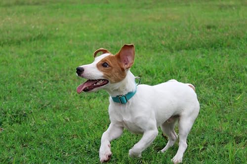 Nylon Dog Collar with Quick Release Buckle Soft Adjustable Sturdy for Small Medium Large Dogs Teal (Teal / M：13"-20")
